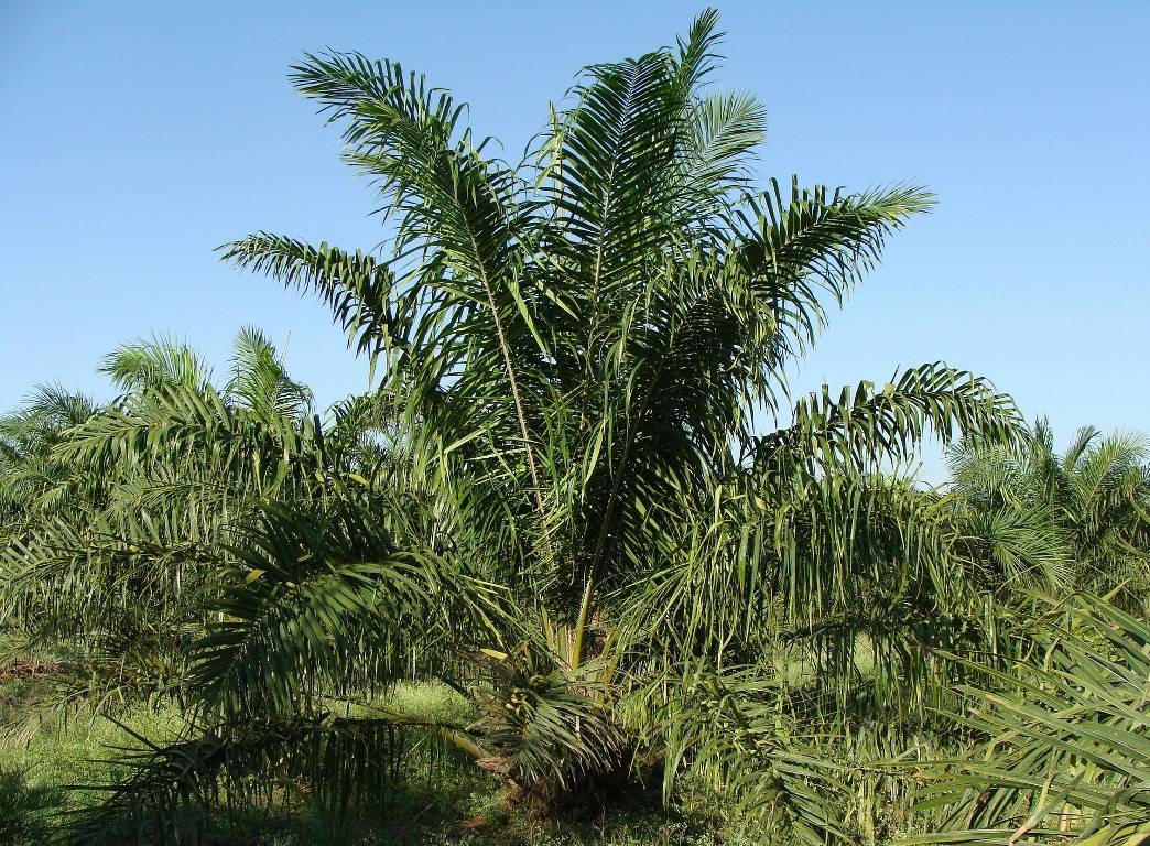 Oil palm tree