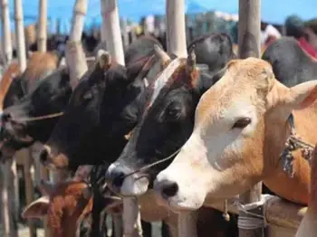 Cabinet Committee on Economic Affairs Clears Realignment of Department of Animal Husbandry and Dairying Schemes