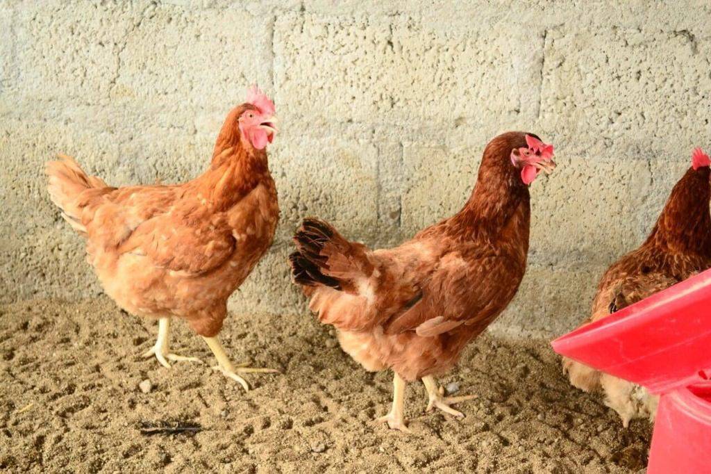 Breeds Of Chicken