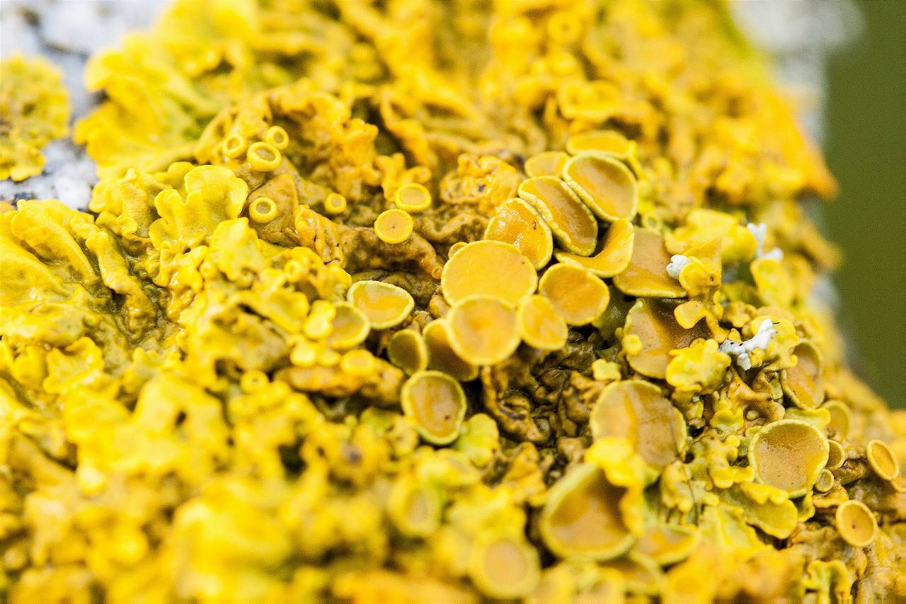 Yellow Lichens