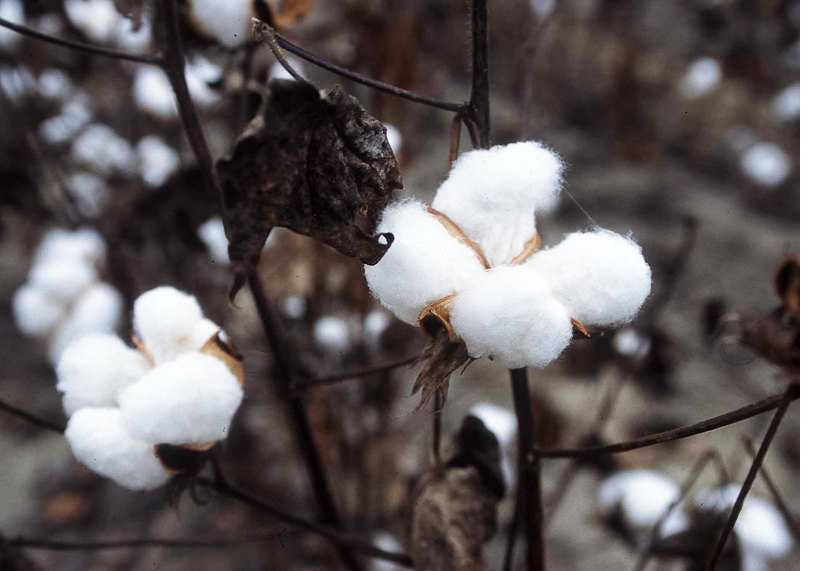 Finance ministry rejects the appeal to remove 10% import duty on cotton to safeguard the interest of domestic growers