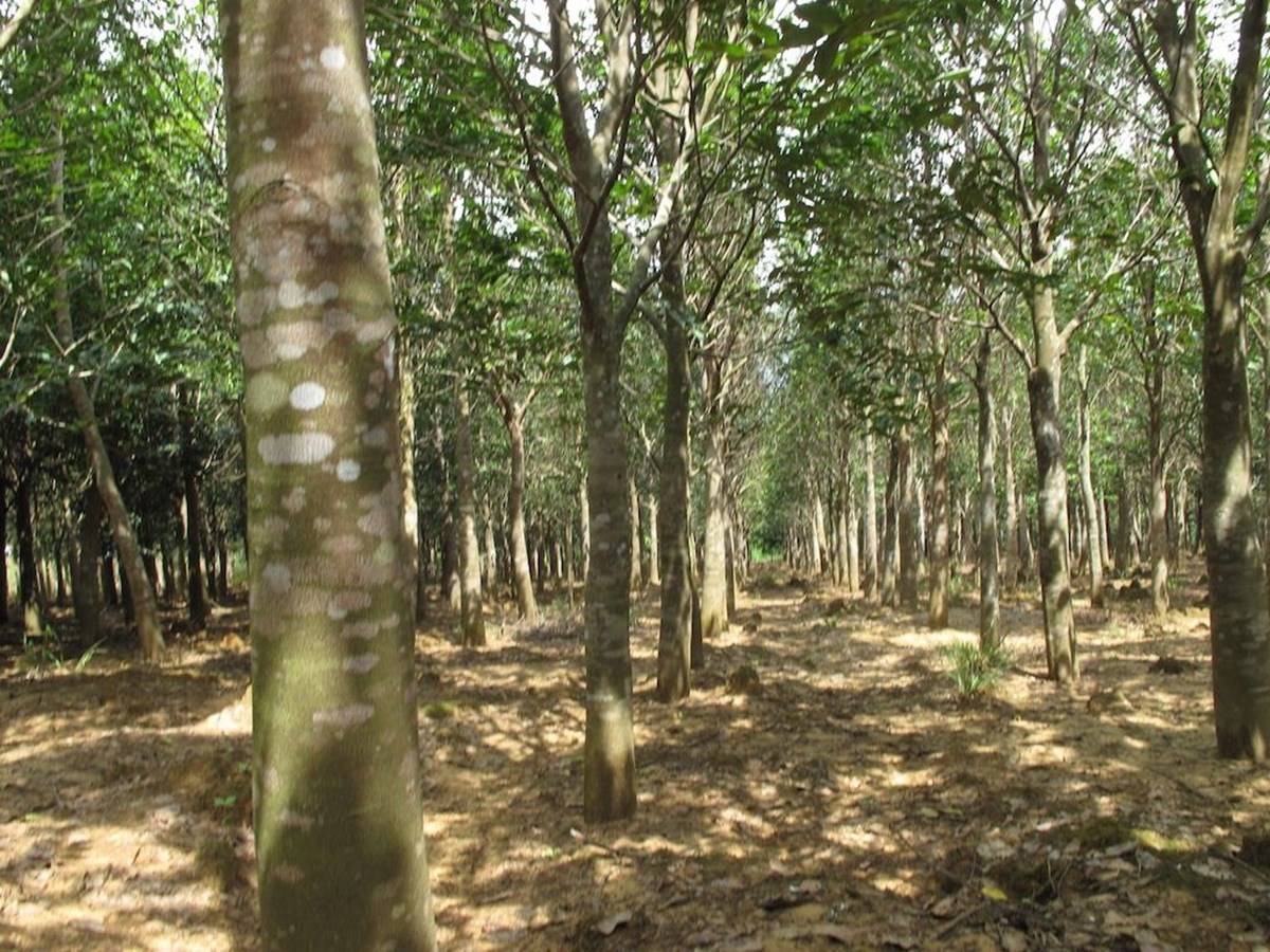 Agarwood Cultivation