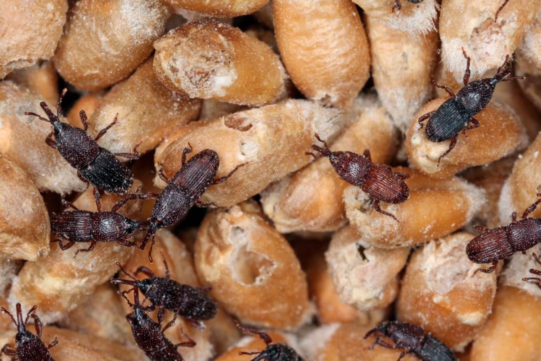 Closeup of insects in stored wheat grains