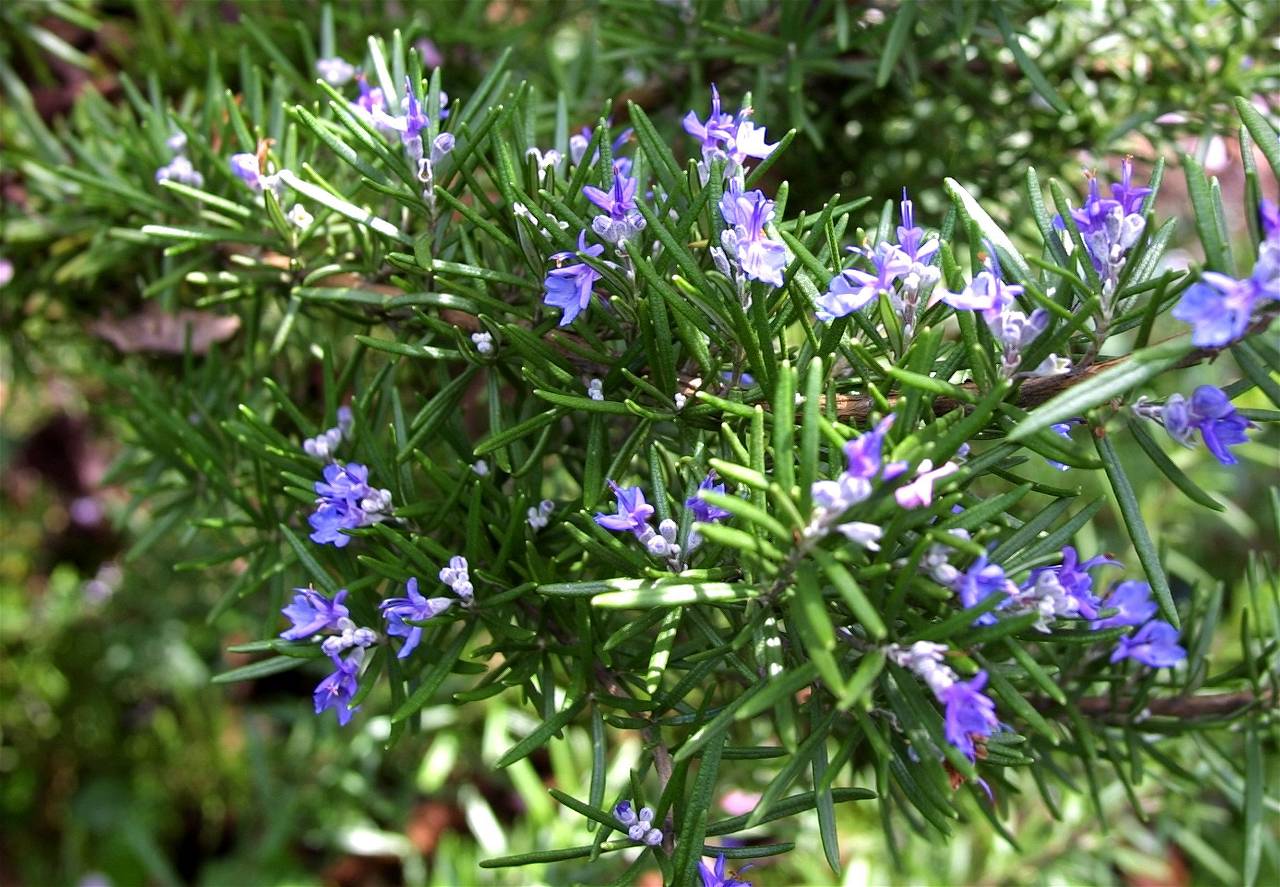 Fragrant & relaxing flowering plant- Rosemary