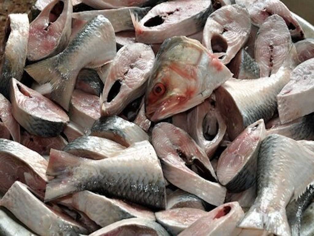 hilsa-fish-what-makes-it-so-popular-and-demanding