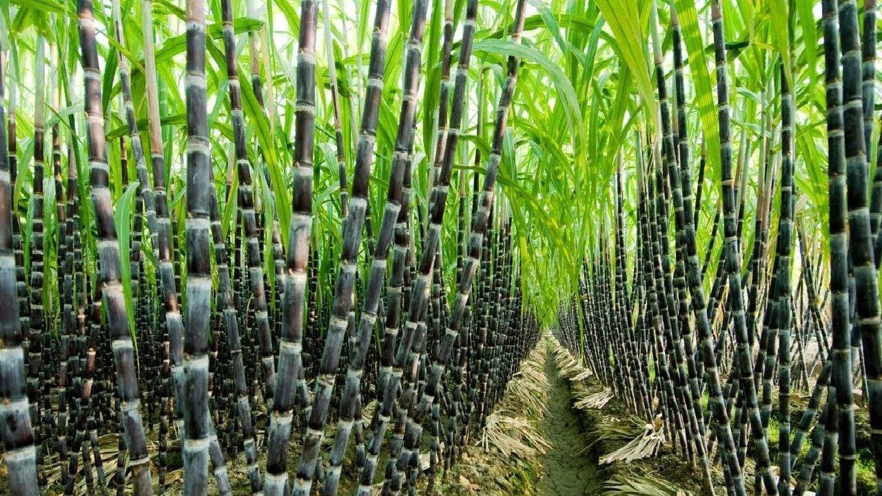 Sugarcane is perennial grass primarily cultivated for its juice from which sugar is processed.