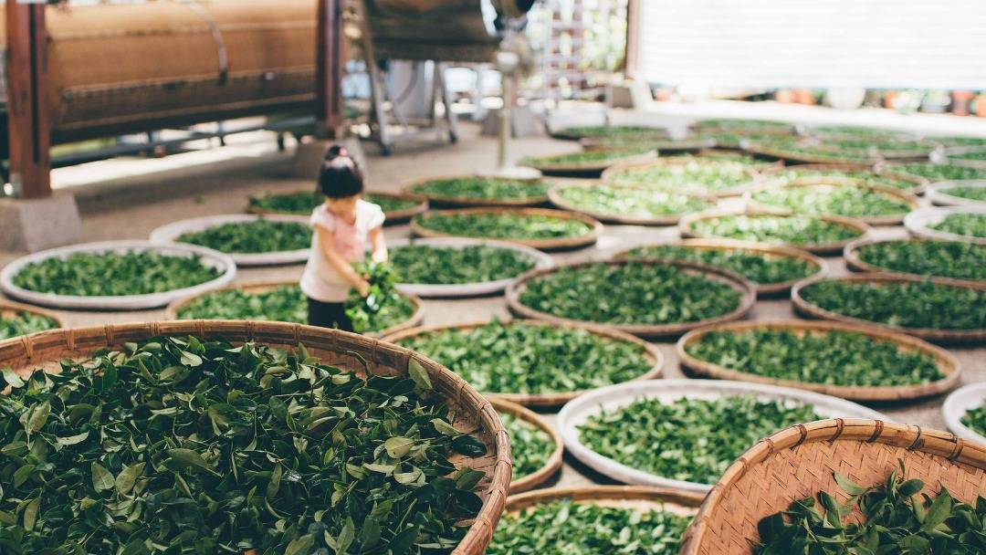 Harvested tea