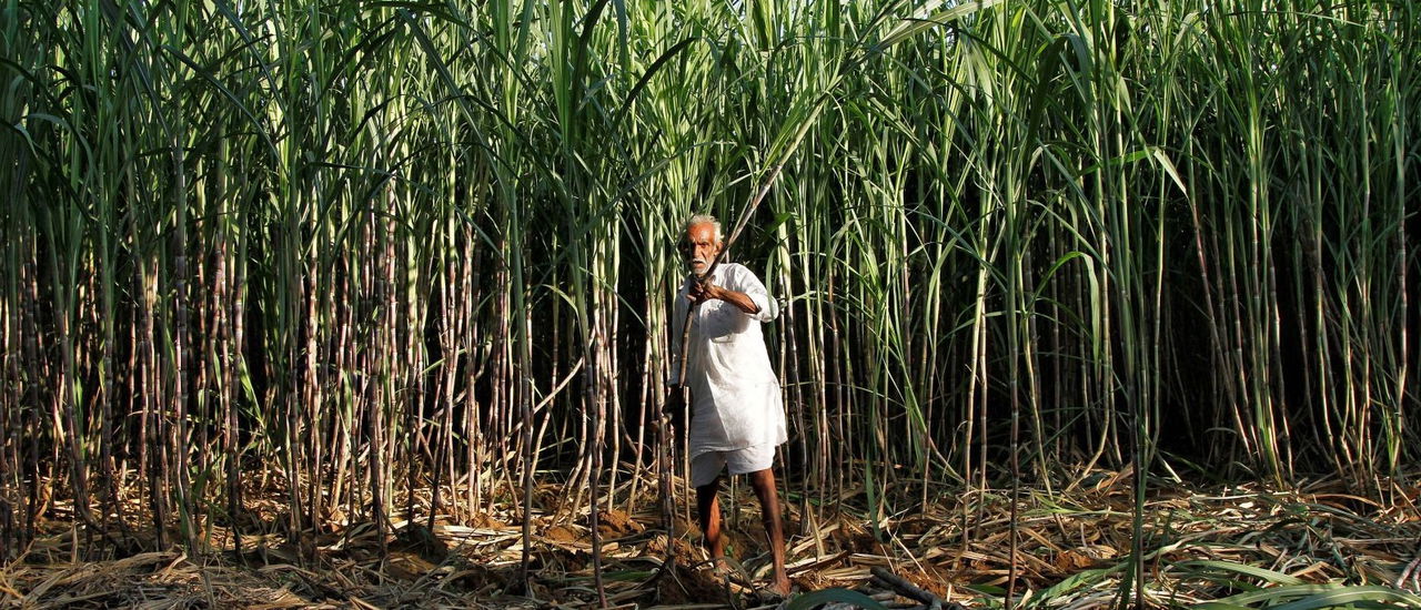 Sugarcane field