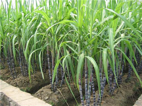 Uttar Pradesh has the largest area for cultivation of Sugarcane.