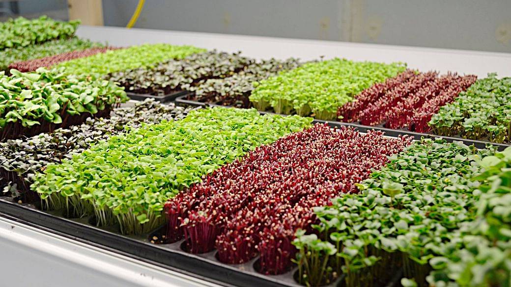 Microgreens farming at your home