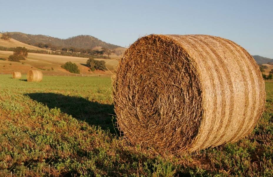 Hay