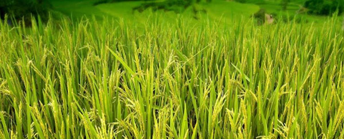 PMFBY Crop Insurance latest news