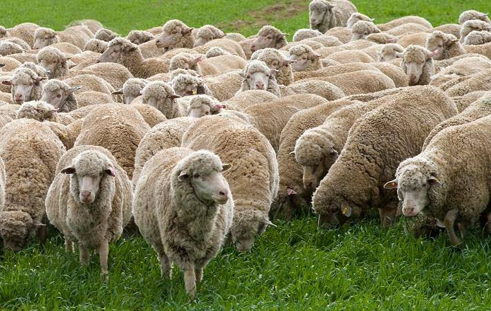 Sheep Grazing Grass In The Field