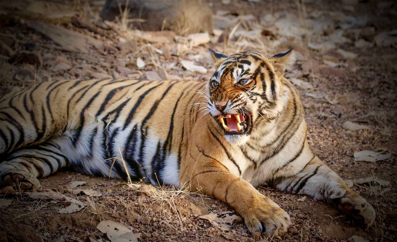 The Reasons for Decrease in Tiger Population