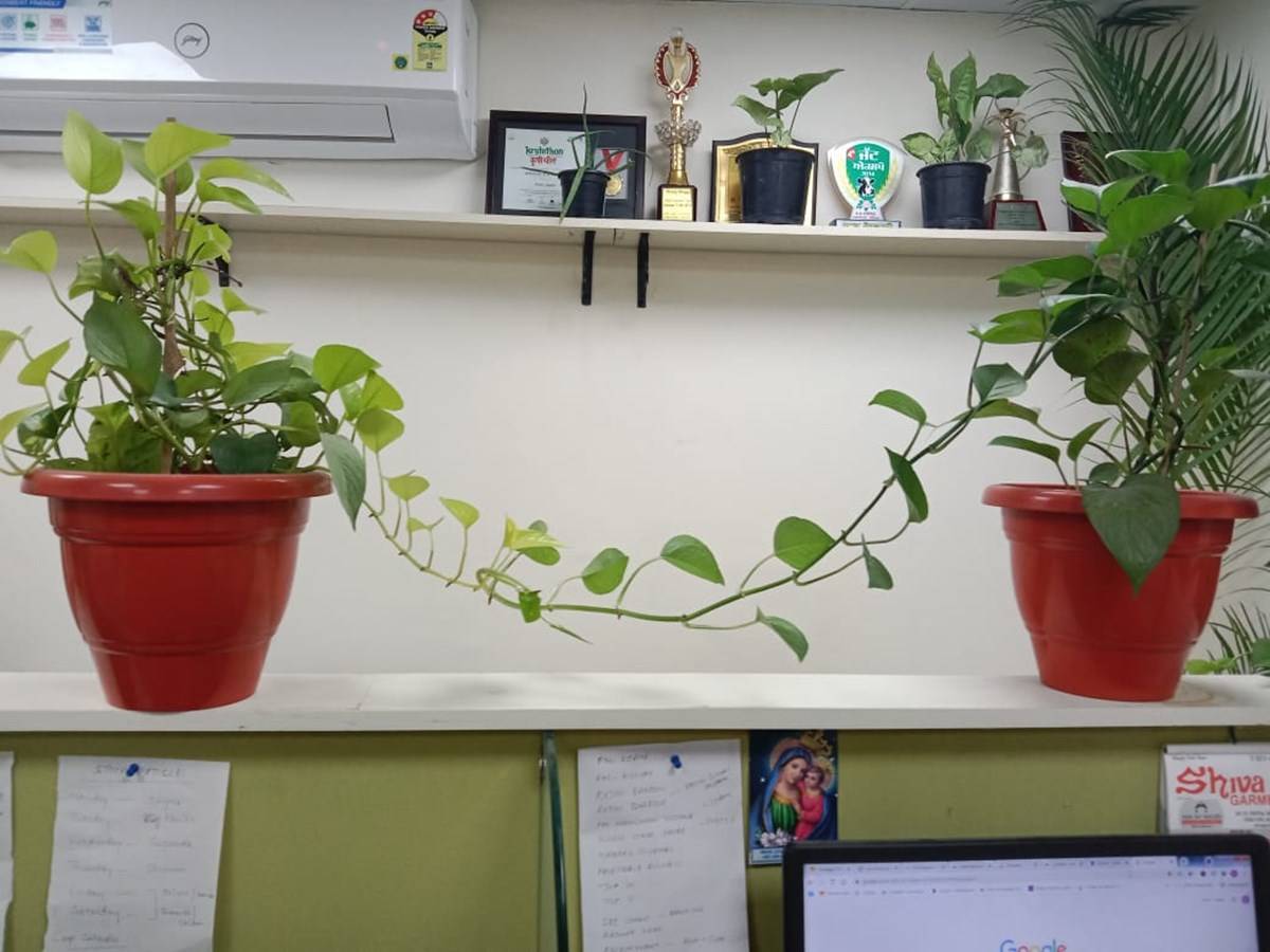 Plants adorn employees' workstations at Krishi Jagran head office in New Delhi