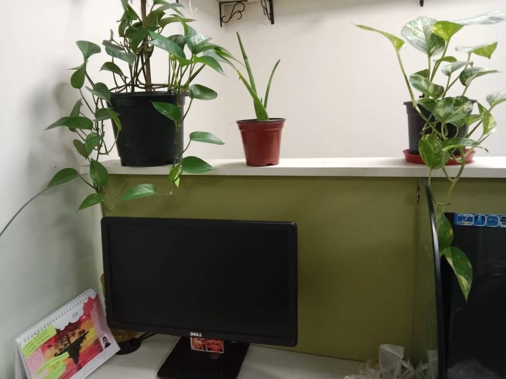 Money plant and aloe vera adorning one of the employee's work station at Krishi Jagran head office in New Delhi