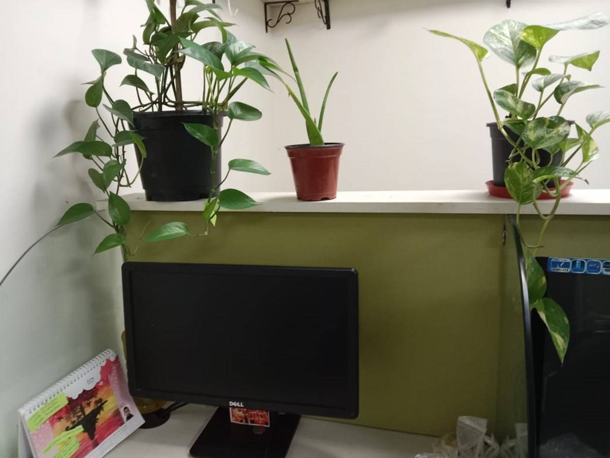 Money plant and aloe vera adorning one of the employee's work station at Krishi Jagran head office in New Delhi