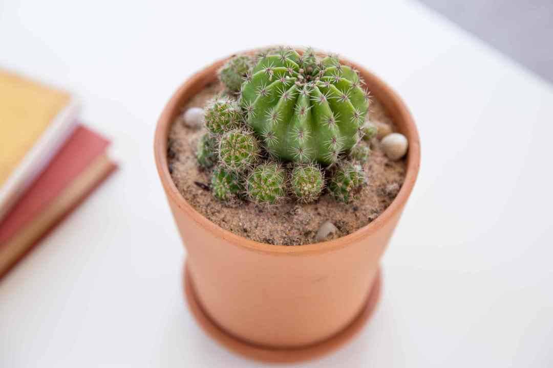 Cactus