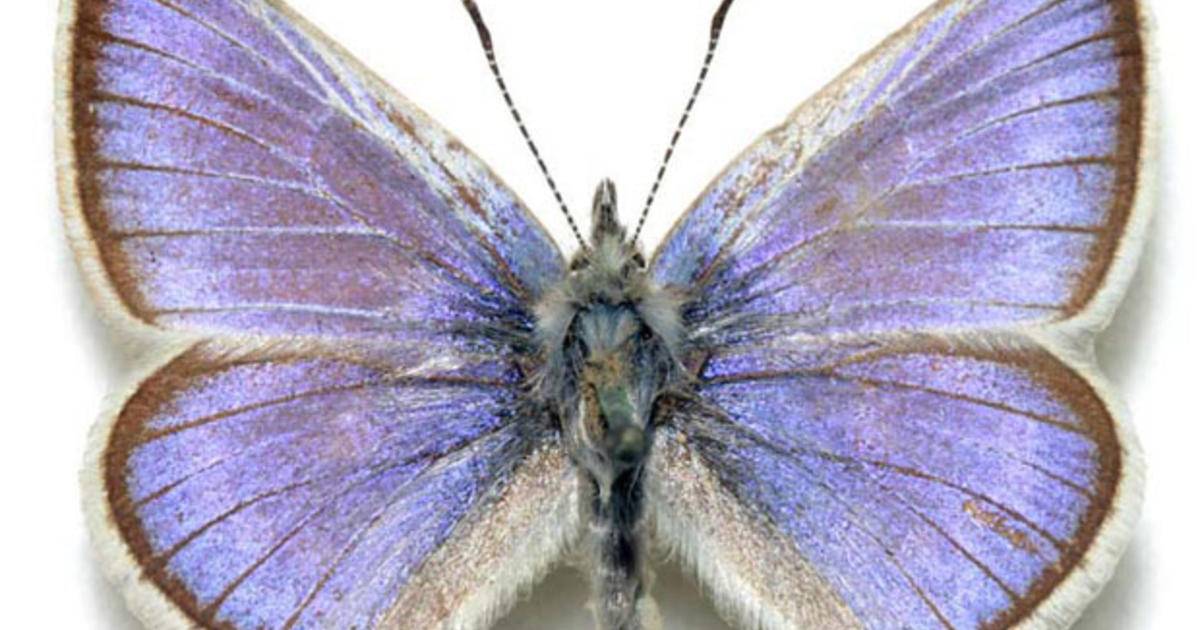 The extinct silver blue butterfly - Xerces