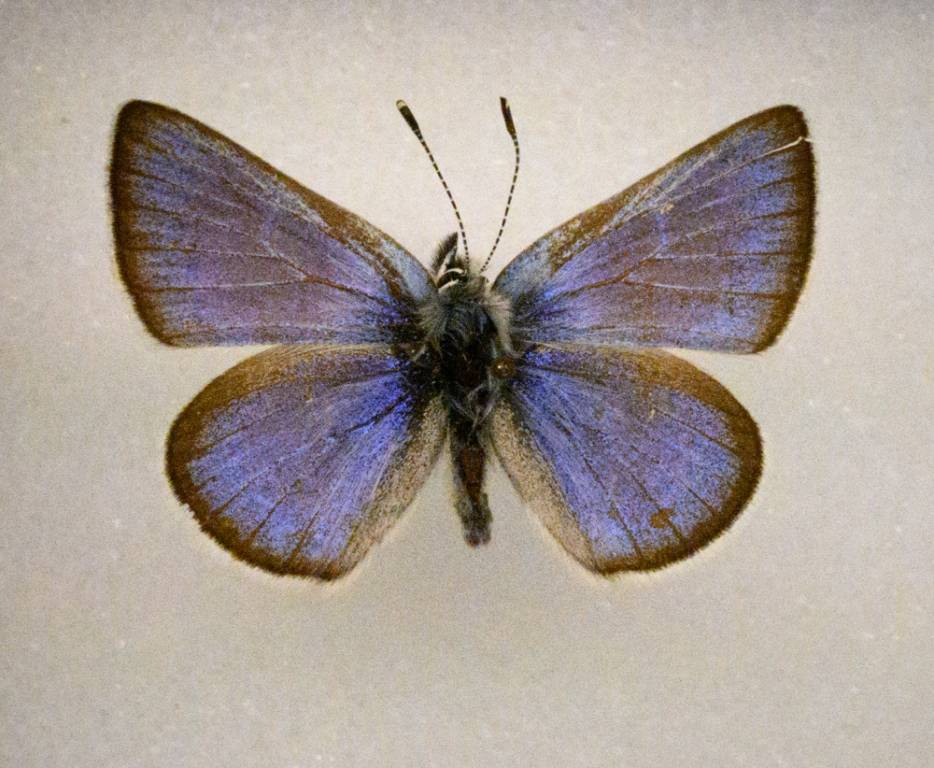 Xerces butterfly