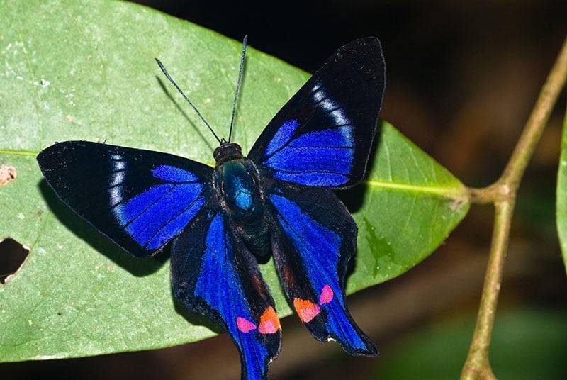 Rhetus Periander On The Leaf