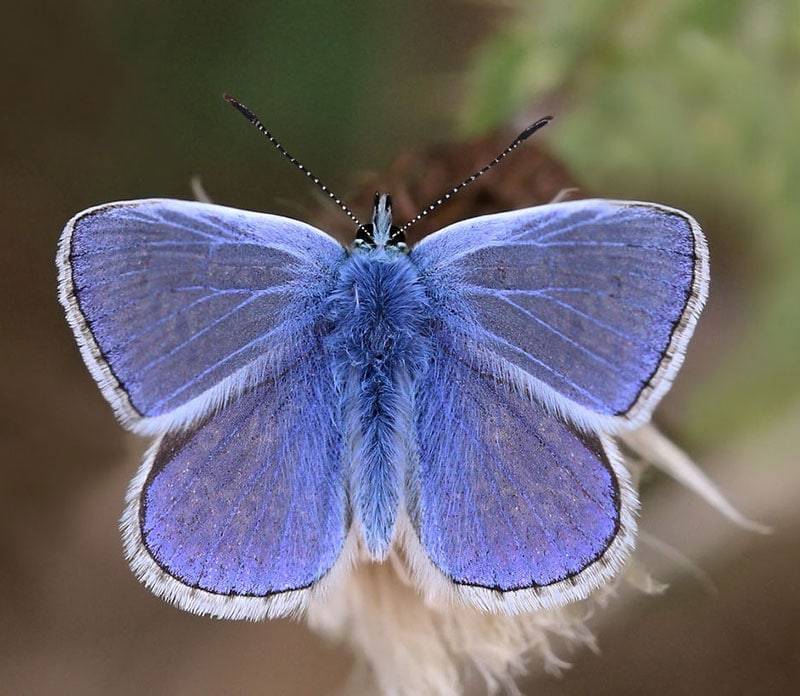 Common Blue Butterfly