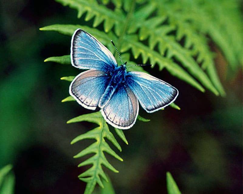 Fender's Blue Butterfly On A Plant