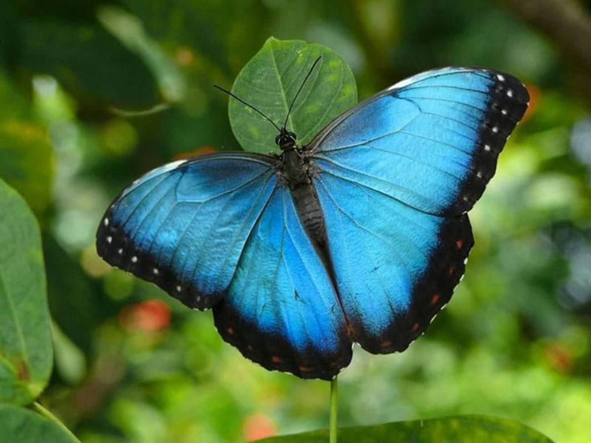 Blue Morpho Butterfly On The Leaf