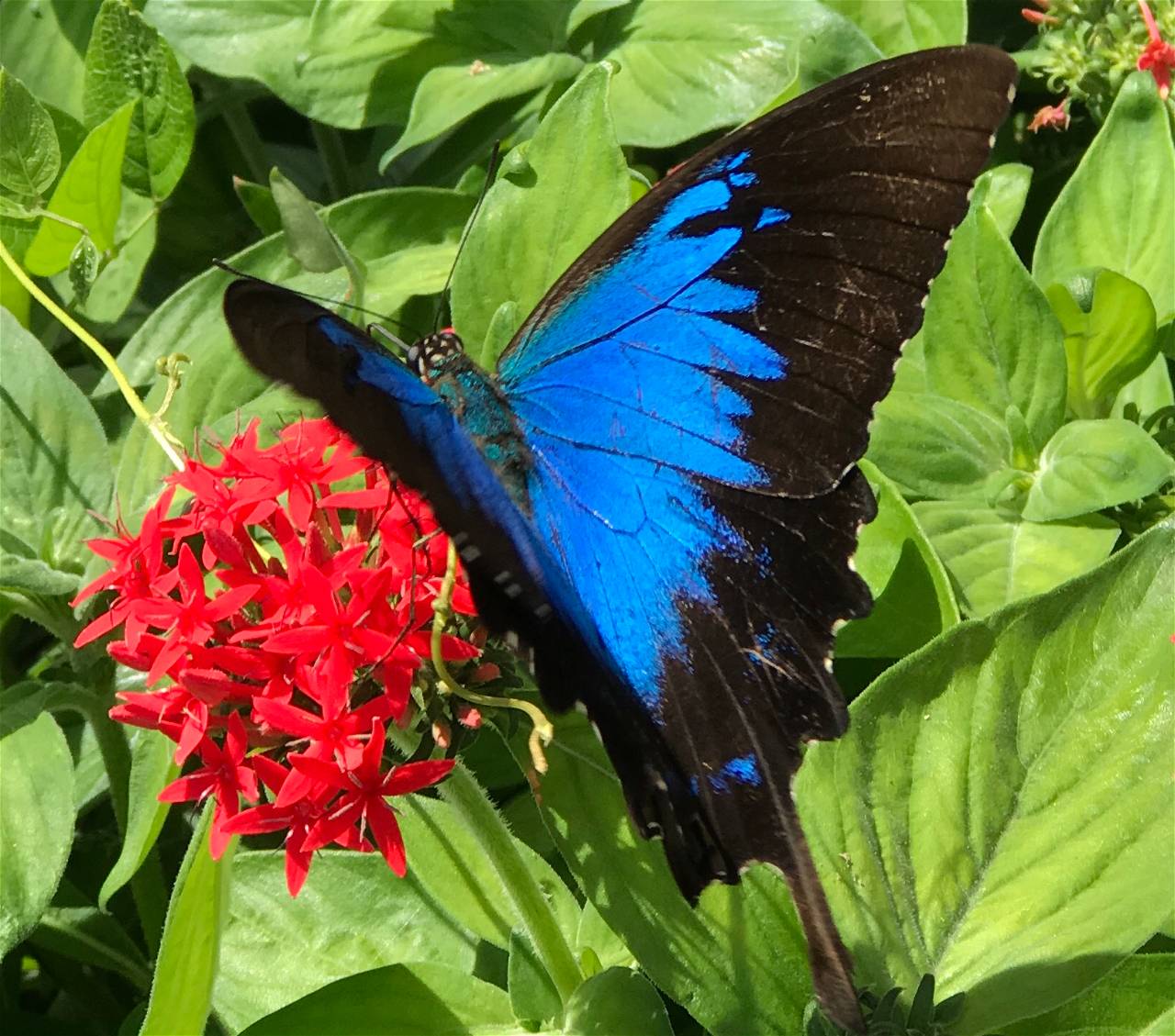 Ulysses Butterfly