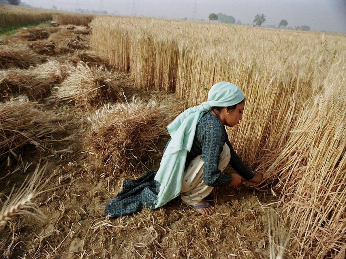 Bihar Agriculture