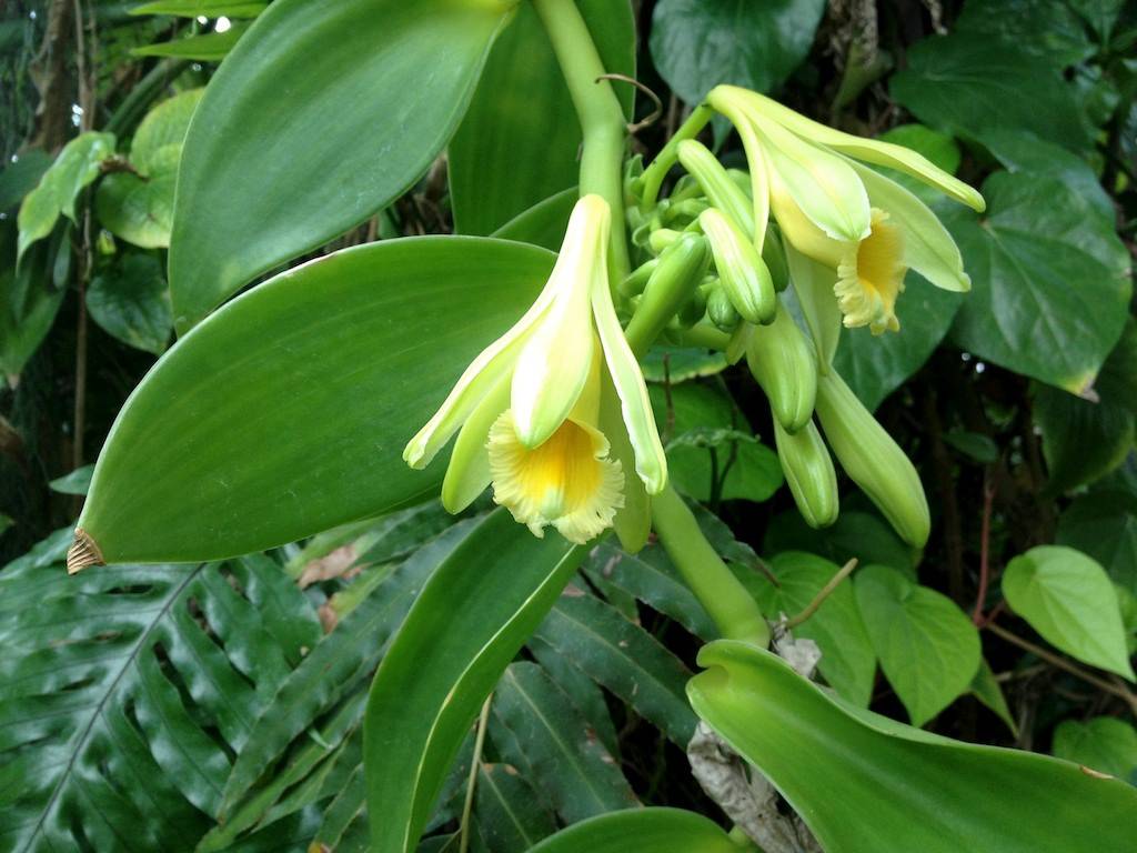 Vanilla Planifolia