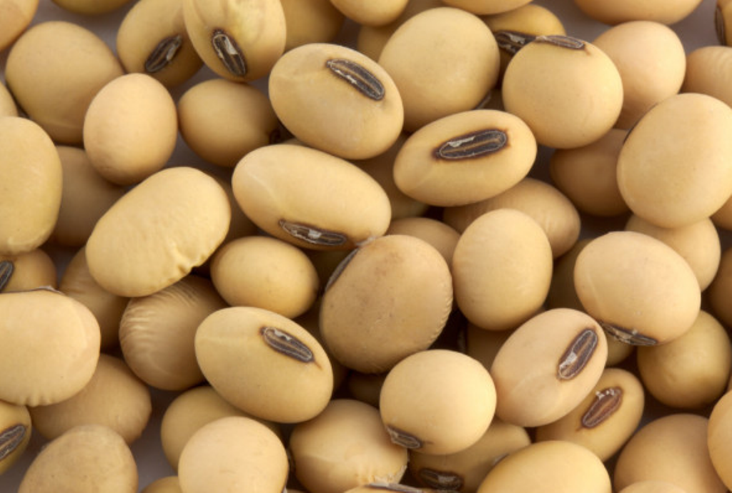 Soybean