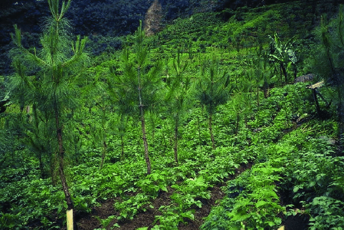 Taungya Cultivation