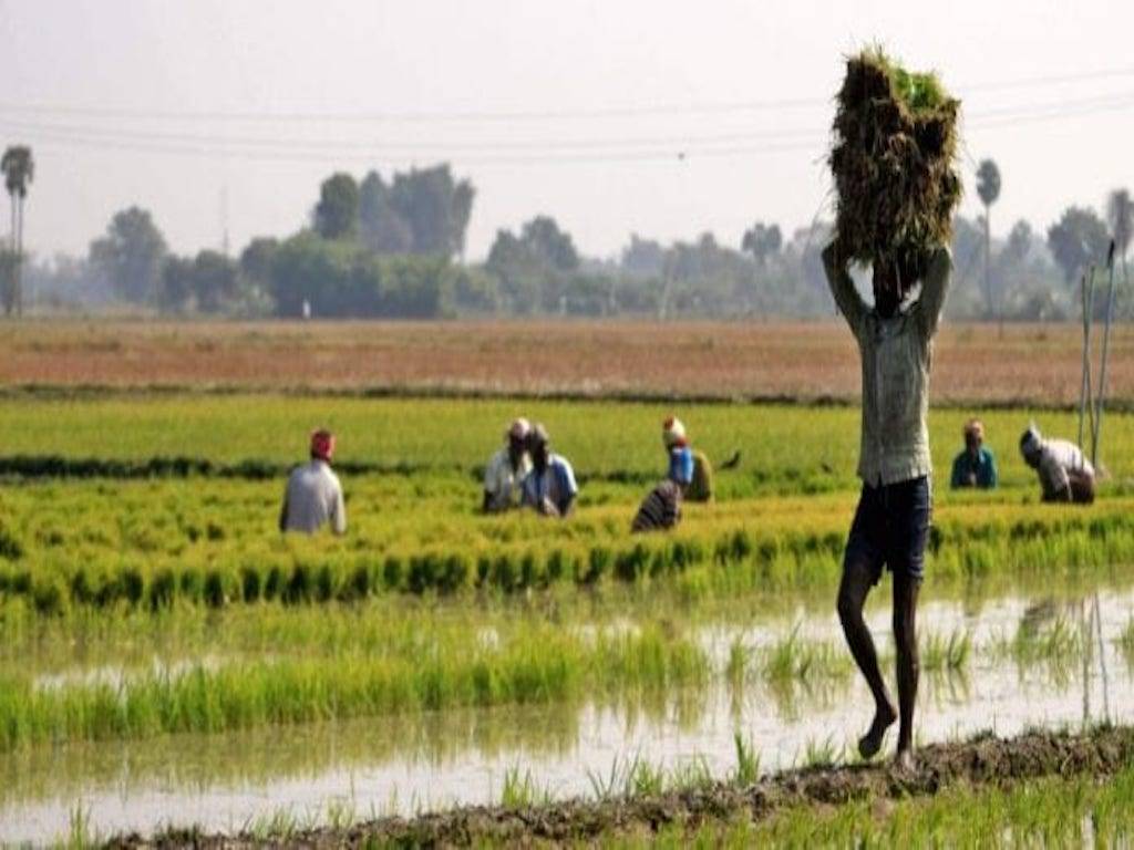 Farmers Working in the Field