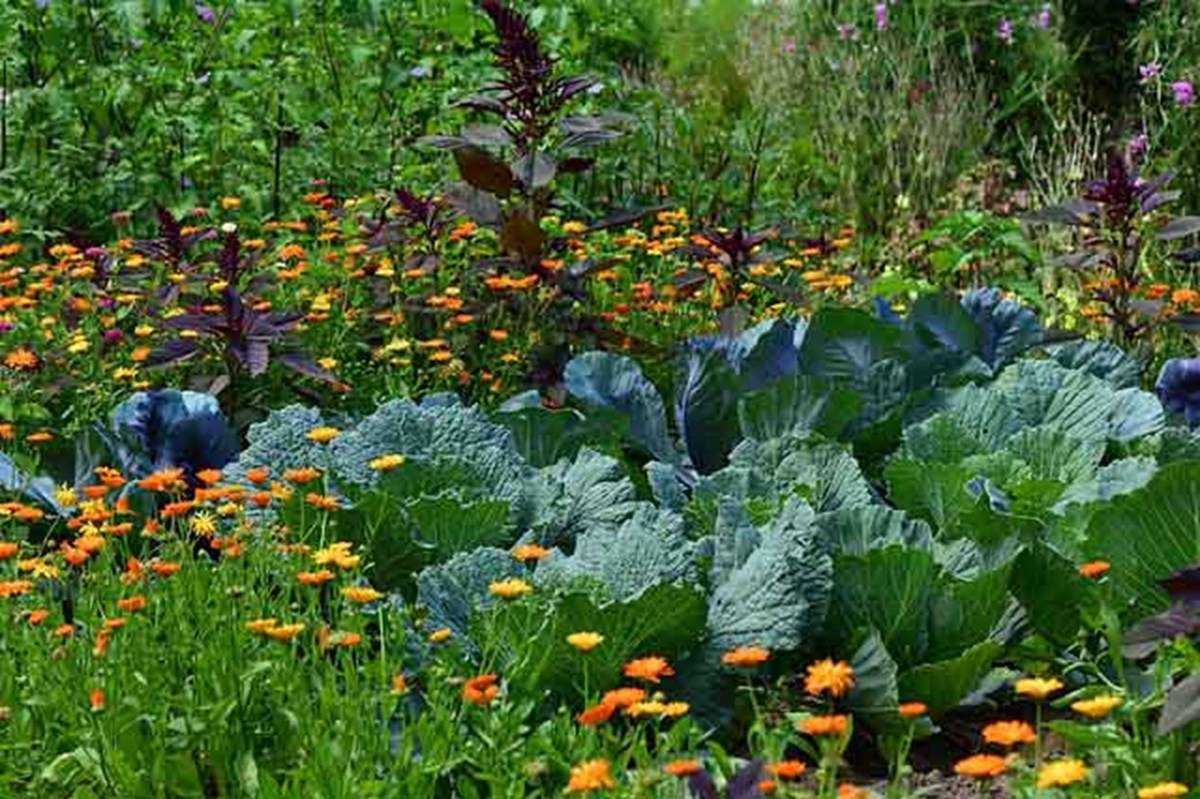 Companion Planting - Growing 2 or more kind of plants that positively impact each other's growth.