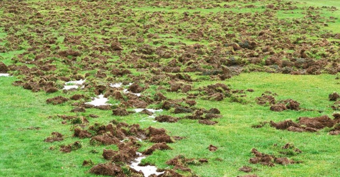 Damaged Farm Land due to Wild Boar attacks.