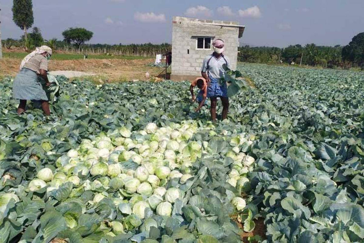 Cabbage is a good source of protein which carries all necessary amino acids, mainly sulphur containing amino acids.