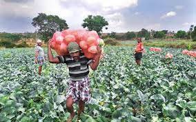 Cabbage can be grown in a wide range of sandy to heavy soils.