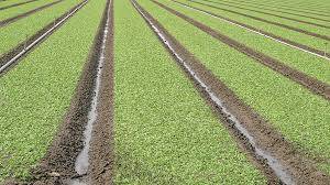 First harvesting of Spinach can be done in 25-30 days of sowing.