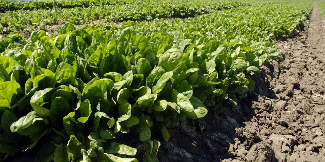 Sandy loam soil is comparatively best for the high yield of spinach.