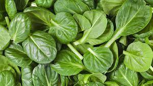 Name of spinach stands on equally with the term “health” as it has excellent nutritional value.