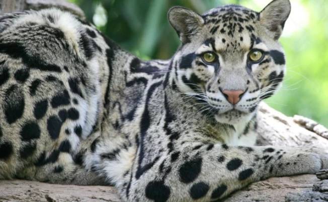 Clouded Leopard