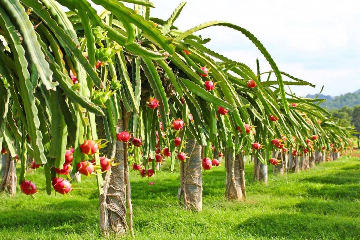 Get Government Subsidy & Yield Great Profits with Dragon Fruit Cultivation