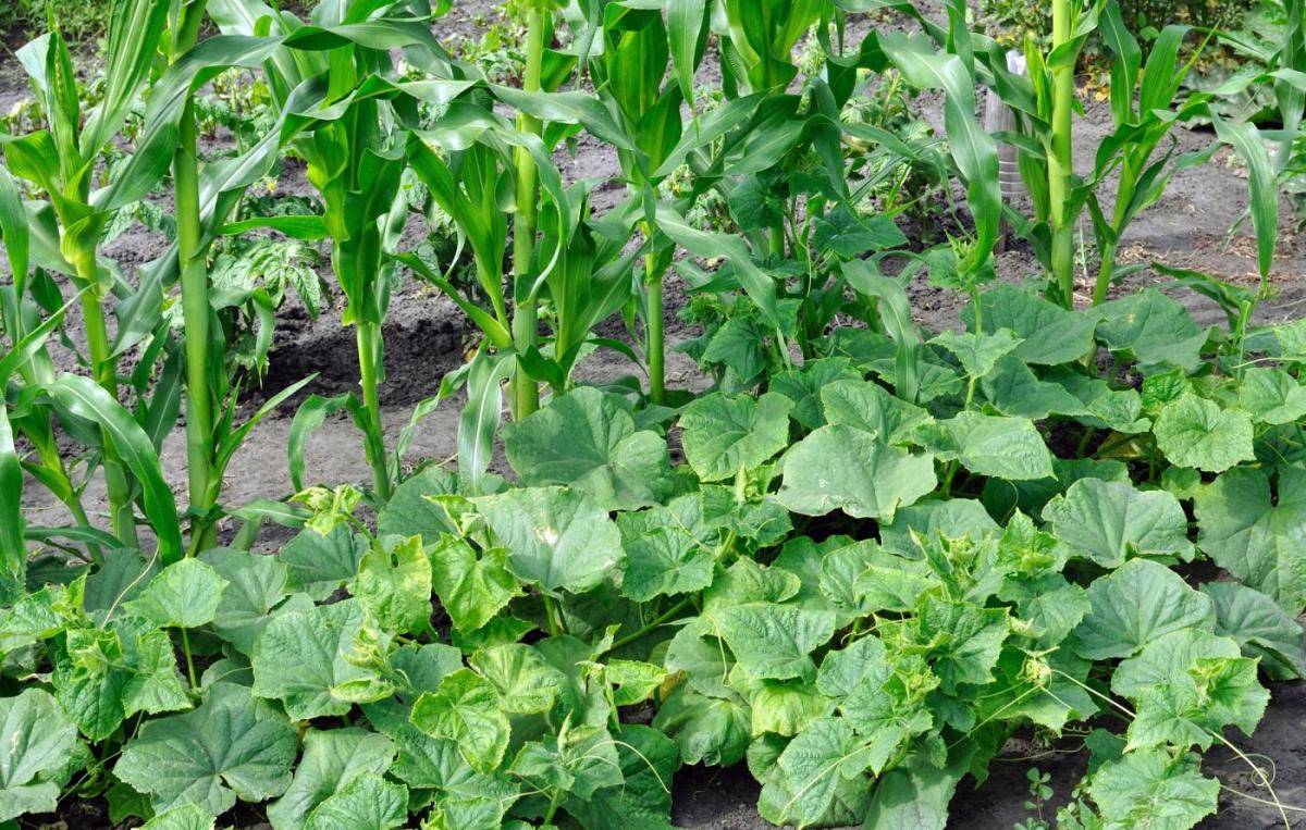 Three Sisters Garden - Corn, Beans & Squash