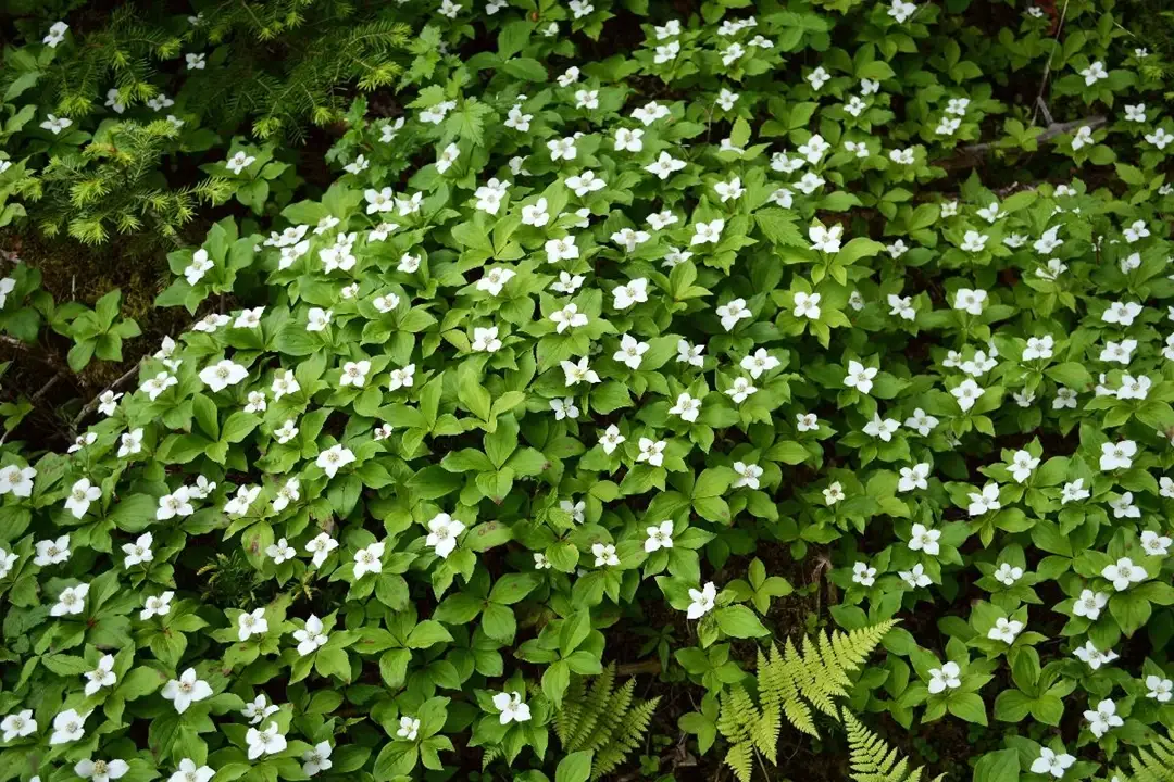 10 Ornamental Shade Loving Ground Covers, Shade Loving Ground Cover