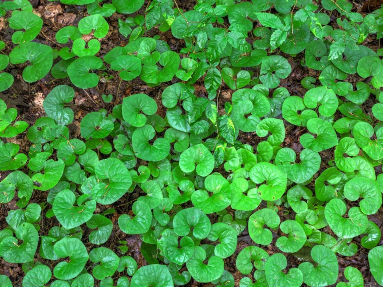 10 Best Ornamental Shade Loving Ground Covers