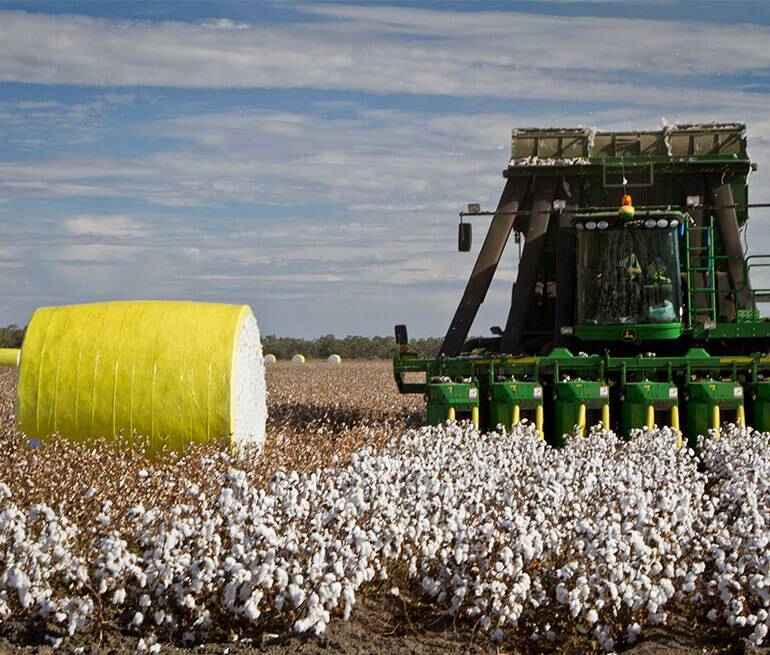 Cotton can be both picked by hands or by machines.
