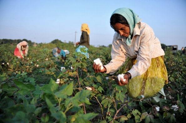 Cotton is a water thirsty crop and almost 6% of the water for irrigation is used for cotton cultivation in India.