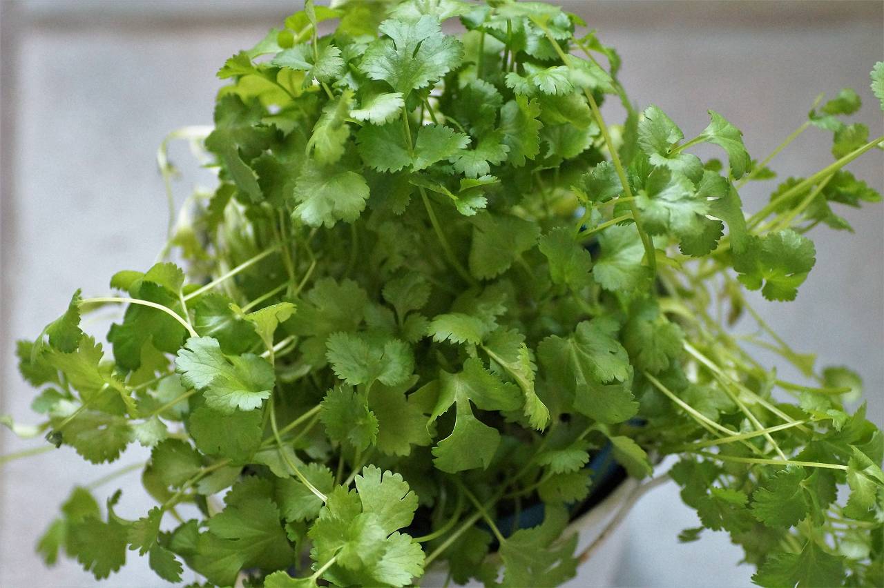 Coriander in a pot