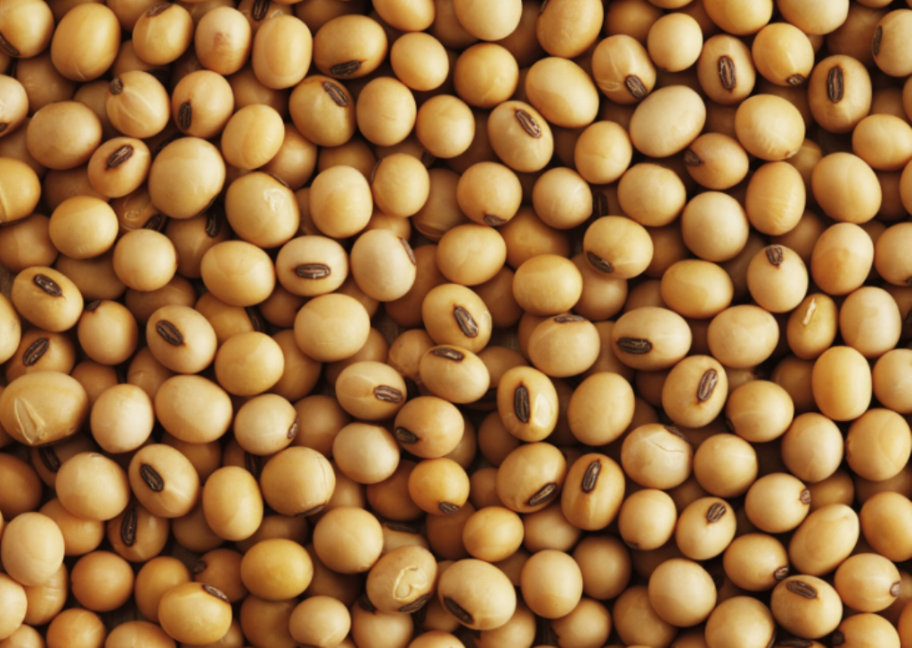 Soybean